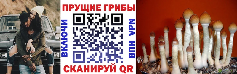 Псилоцибиновые грибы мицелий  цена наркотик  Тверь 